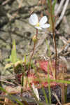 dwarf sundew